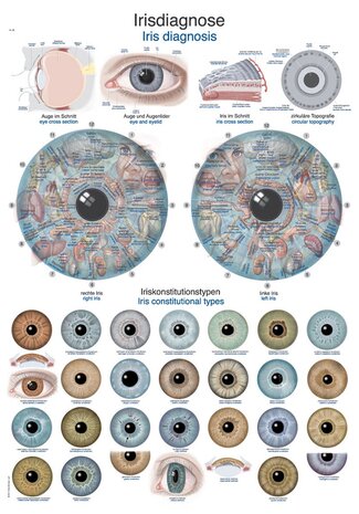 Anatomie poster iriscopie (Duits/Engels/Latijn, papier, 50x70 cm)  + ophangsysteem