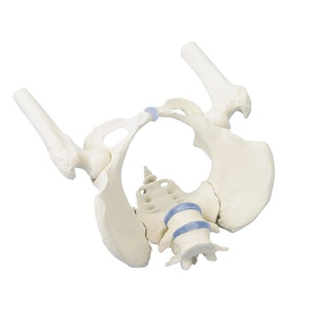 Anatomie model vrouwelijk bekken