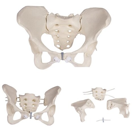 Anatomie model vrouwelijk bekken