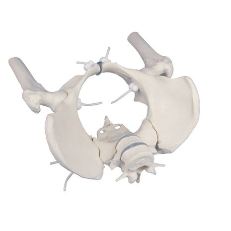 Anatomie model vrouwelijk bekken