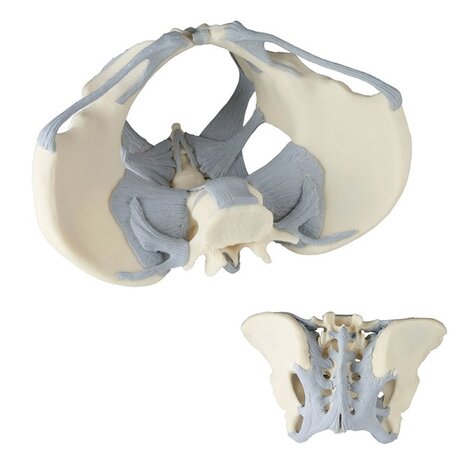 Anatomie model bekken met ligamenten, vrouw