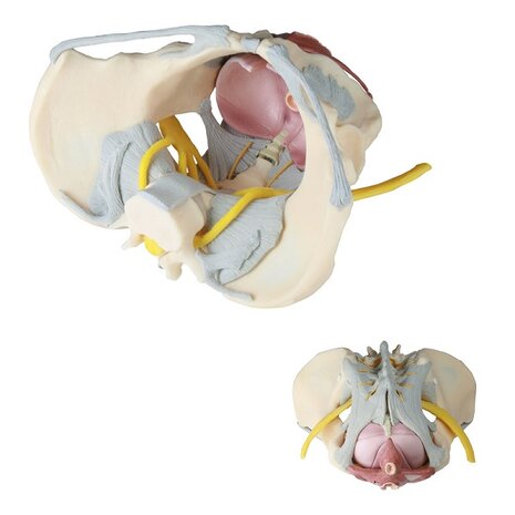 Anatomie model bekken, bekkenbodemspieren, ligamenten en zenuwen, vrouw