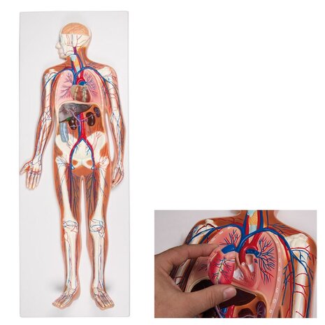 Anatomie model bloedsomloop, 2-delig