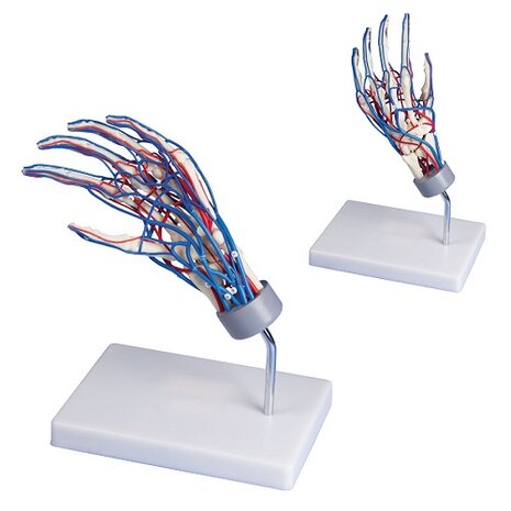 Anatomie model handskelet met bloedvaten, 26x15x22 cm