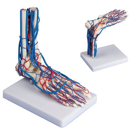 Anatomie model voetskelet met bloedvaten, 22x15x25 cm