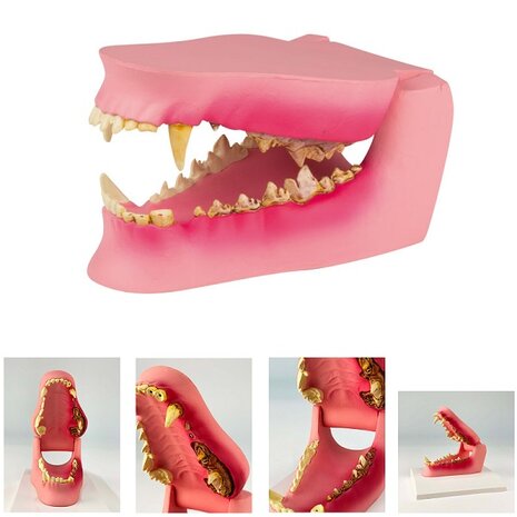 Anatomie model hondenkaak gezond / ziek