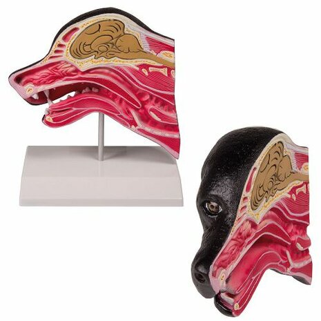 Anatomie model hoofd hond doorsnede, 17x15x6 cm