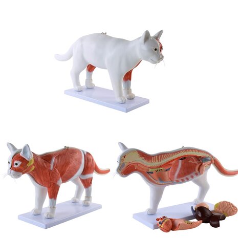 Anatomie model organen van een kat