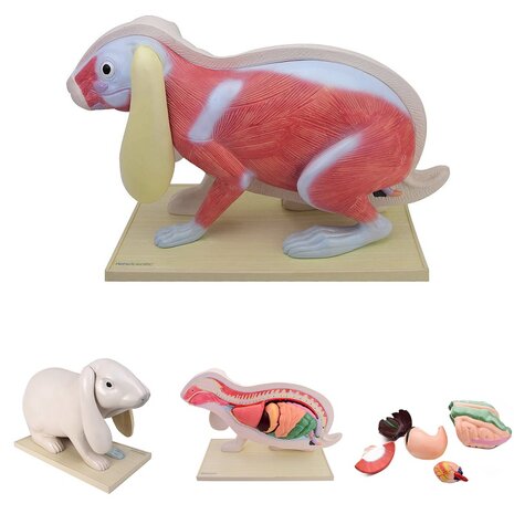 Anatomie model organen van een konijn