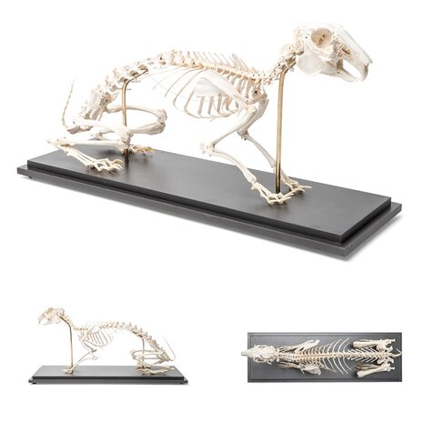 Anatomie model skelet konijn (Oryctolagus cuniculus var. domestica)