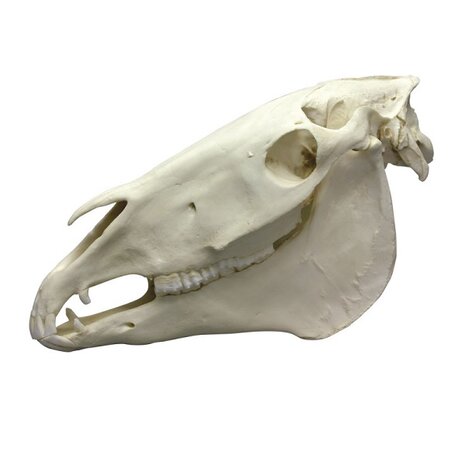 Anatomie model paardenschedel