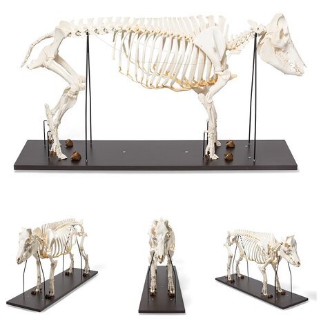 Anatomie model skelet varken, vrouwelijk (Sus scrofa domesticus)