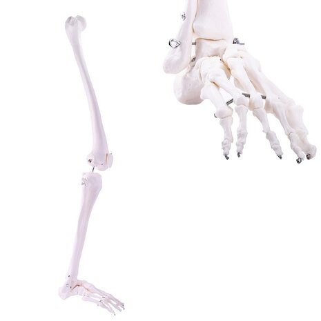 Anatomie model beenskelet en voet