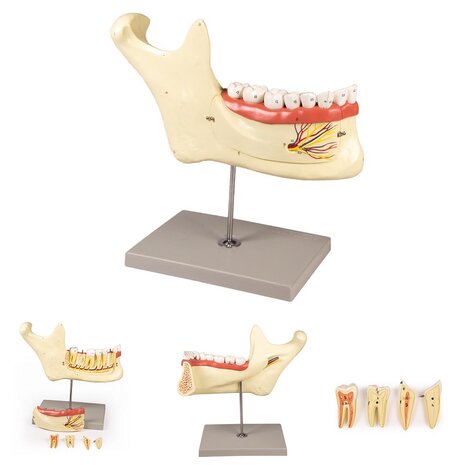 Anatomie model onderkaak, 6-delig