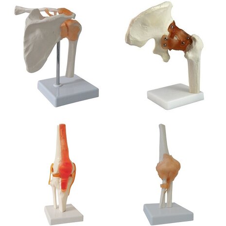 Anatomie model gewrichten (schouder, heup, knie, elleboog)