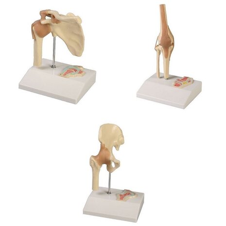 Anatomie model gewrichten mini (schouder, knie, heup)