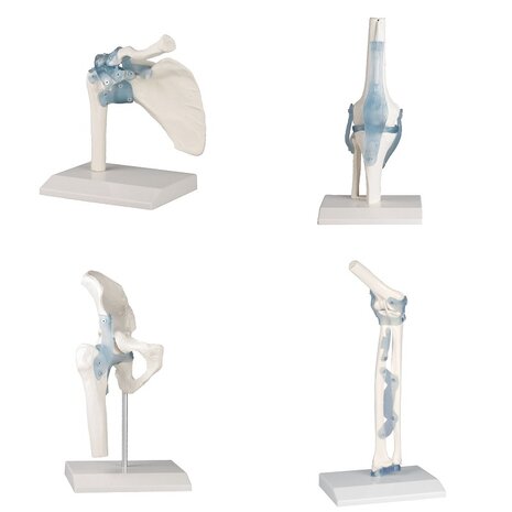 Anatomie model gewrichten (schouder, knie, heup, elleboog)