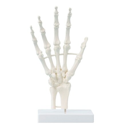 Anatomie model hand en pols