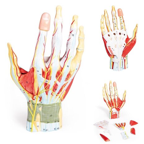 Anatomie model hand, 7-delig