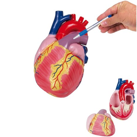 Anatomie model hart, 2-delig, 3x ware grootte