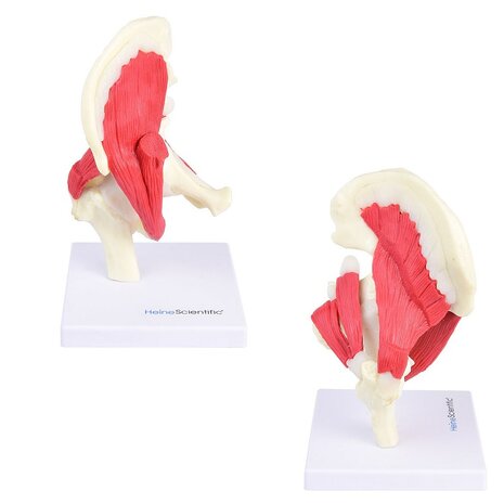 Anatomie model heupgewricht met spieren