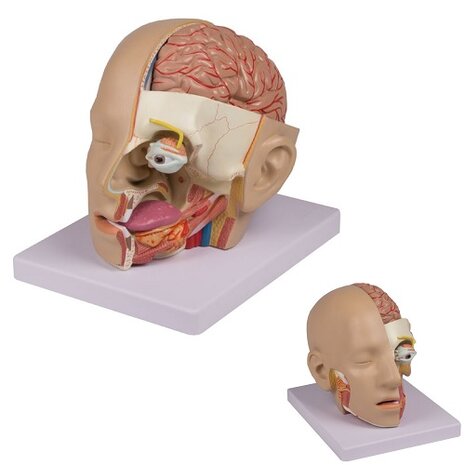 Anatomie model hoofd (21x15x16 cm, 4-delig)