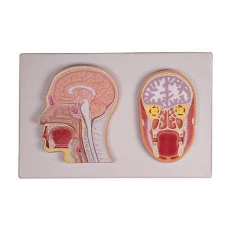 Anatomie model hoofd (55x35x3 cm, doorsnede)