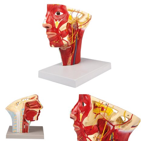 Anatomie model slagaderen van het hoofd