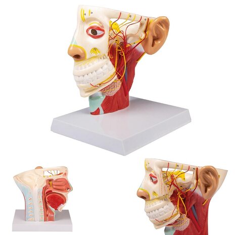 Anatomie model zenuwen van het hoofd