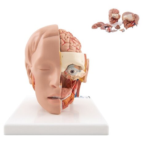 Anatomie model hoofd met hersenen (6-delig, 19x23x22 cm)