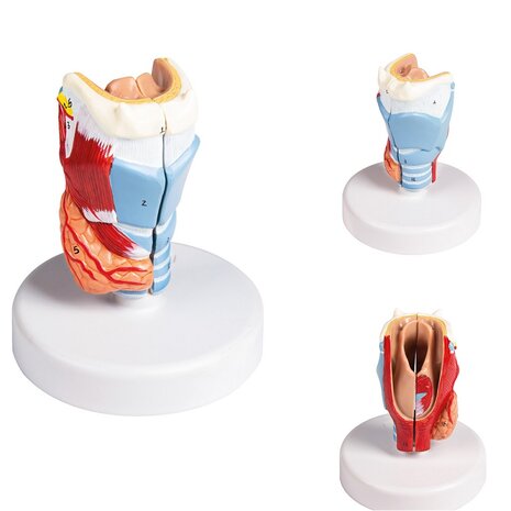 Anatomie model strottenhoofd, 2-delig, 11x11x15 cm