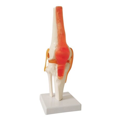 Anatomie model kniegewricht