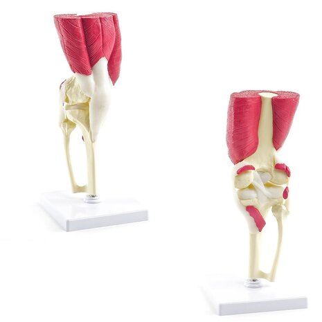 Anatomie model kniegewricht met spieren