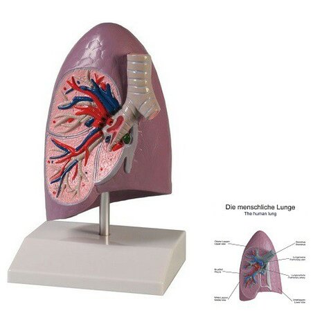 Anatomie model long (rechterhelft) (14x12x23 cm)