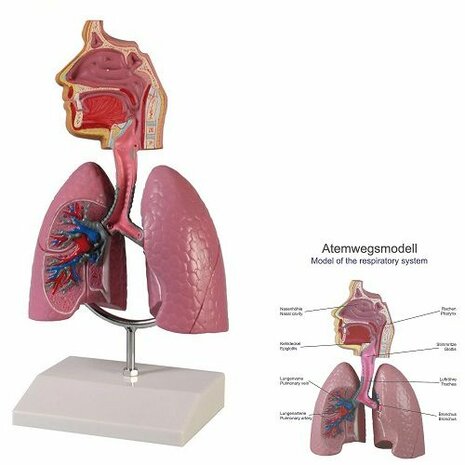 Anatomie model luchtwegen (16x13x28 cm)