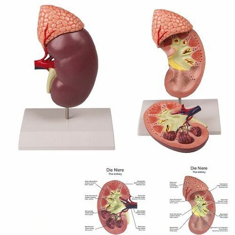 Anatomie model nieren en bijnieren (2-delig, 19x12x7 cm)