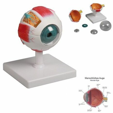 Anatomie model oog, 6-delig, doorsnede 10 cm