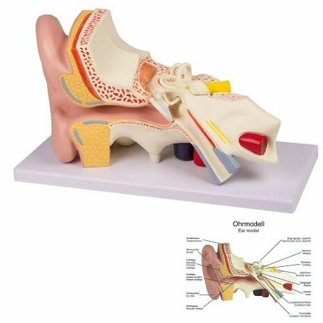 Anatomie model oor, 4-delig, 32x19x13 cm