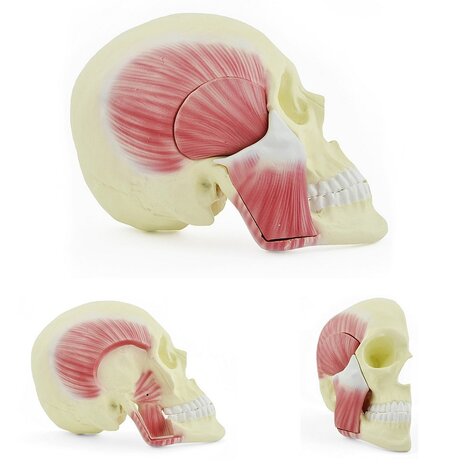 Anatomie model halve schedel met kauwspieren