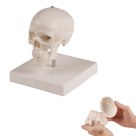 Anatomie model schedel miniatuur met statief