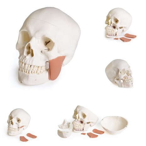 Anatomie model schedel voor tandheelkunde en kaakchirurgie, 8-delig