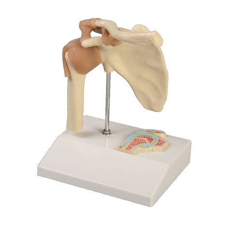 Anatomie model schoudergewricht met ligamenten (mini, 12x10x15cm)