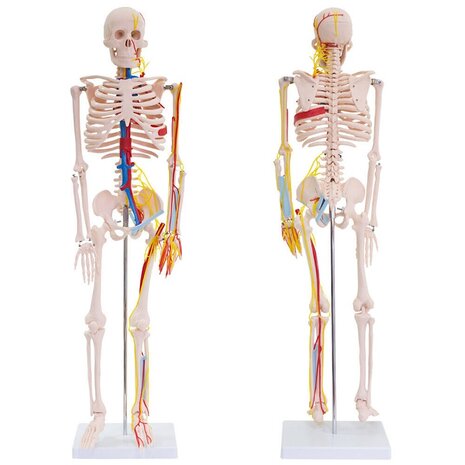 Anatomie model menselijk skelet (met zenuwen en bloedvaten)