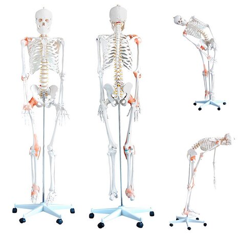 Anatomie model menselijk skelet met ligamenten (180 cm)