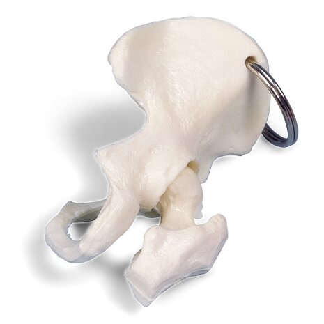 Anatomie model sleutelhanger bekken en heupgewricht (7 cm)