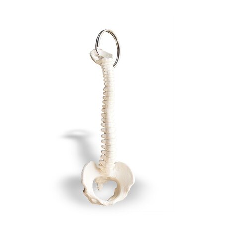 Anatomie model sleutelhanger wervelkolom (9,5 cm)