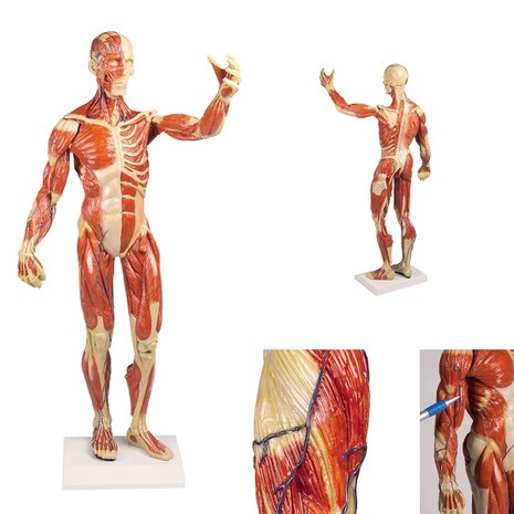 Anatomie model spieren, 62 cm