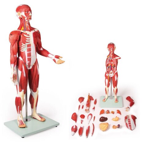 Anatomie model spieren en organen, 85 cm, 30-delig