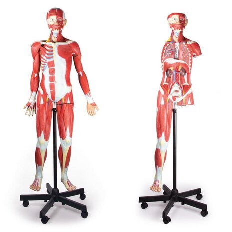 Anatomie model spieren en organen, 135 cm, 32-delig