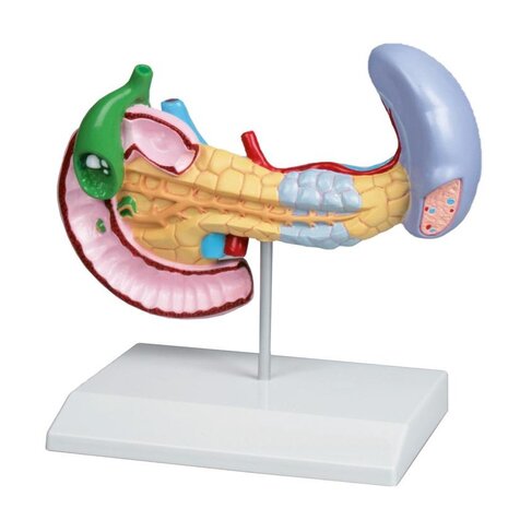 Anatomie model alvleesklier, milt en galblaas